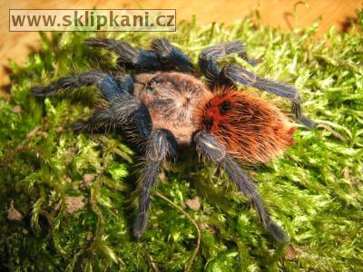 Chromatopelma-cyaneopubescens