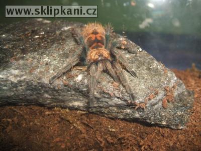 Chromatopelma-cyaneopubescens