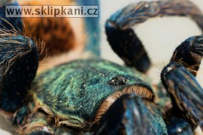Chromatopelma-cyaneopubescens