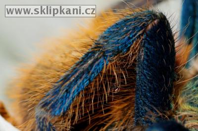 Chromatopelma-cyaneopubescens