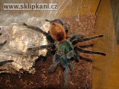 Chromatopelma-cyaneopubescens