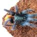 Chromatopelma cyaneopubescens