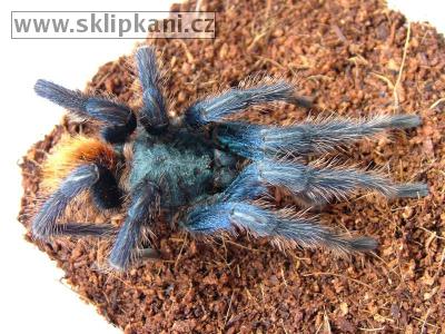 Chromatopelma_cyaneopubescens