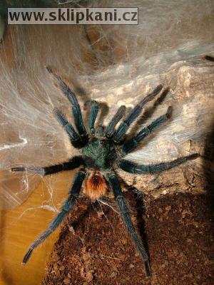 Chromatopelma_cyaneopubescens