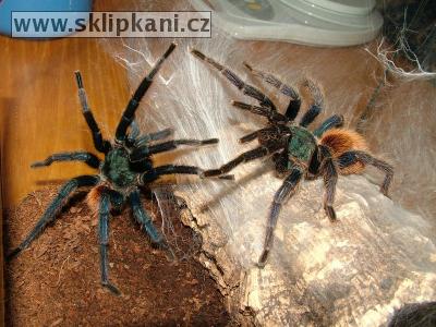 Chromatopelma-cyaneopubescens