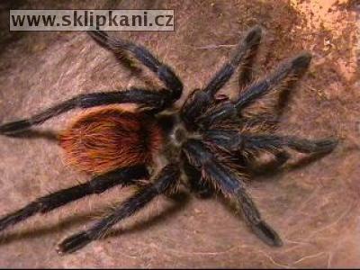 Chromatopelma_cyaneopubescens