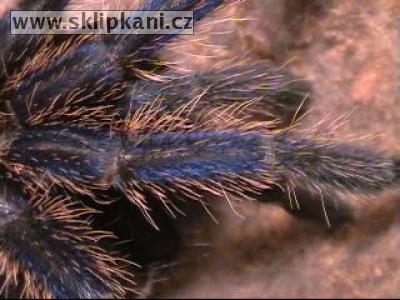 Chromatopelma-cyaneopubescens