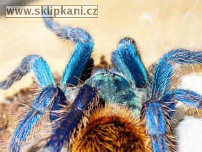 Chromatopelma-cyaneopubescens