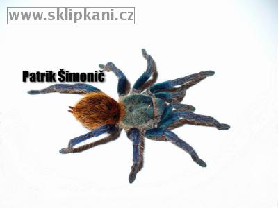 Chromatopelma-cyaneopubescens