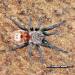 Chromatopelma cyaneopubescens