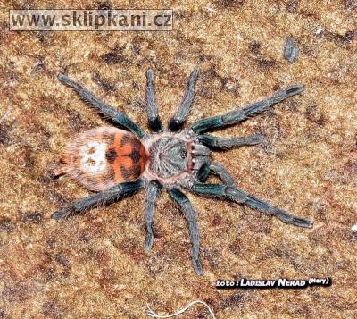Chromatopelma-cyaneopubescens