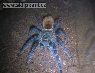 Chromatopelma_cyaneopubescens