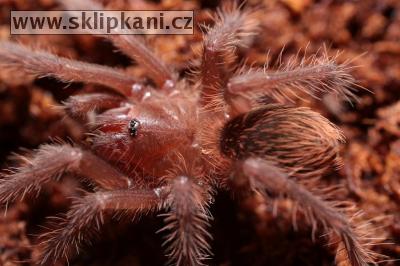 Citharacanthus_cyaneus