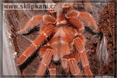 Citharischius-crawshayi