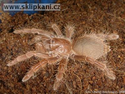 Citharischius_crawshayi