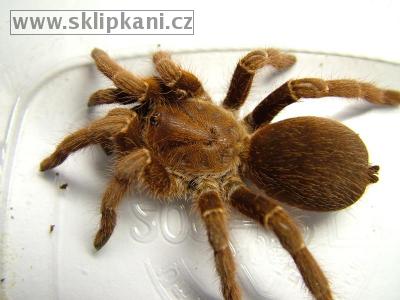 Citharischius-crawshayi