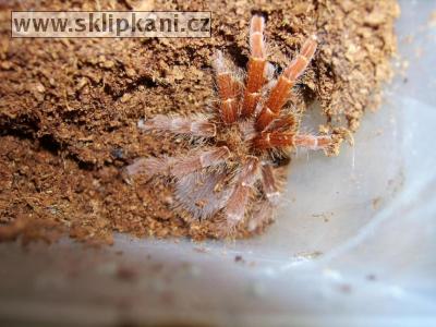 Citharischius-crawshayi