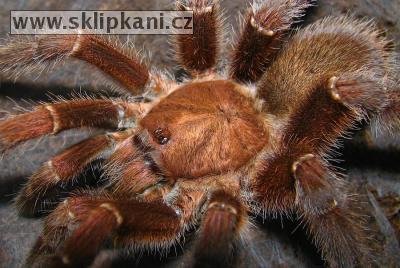 Citharischius-crawshayi