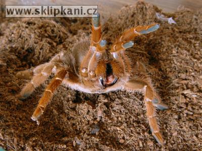 Citharischius-crawshayi