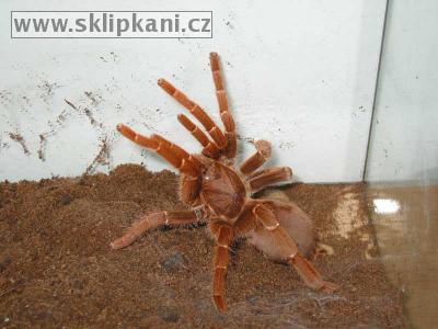 Citharischius_crawshayi