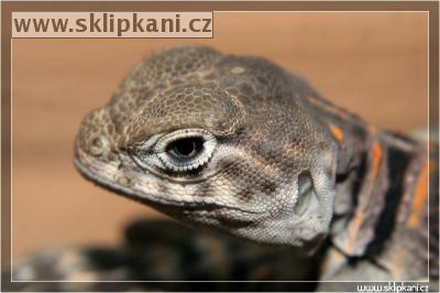 Crotaphytus-collaris