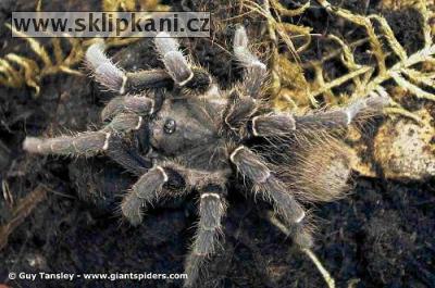 Cyclosternum-schmardae