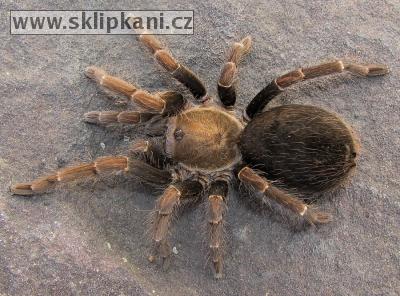 Cyclosternum-schmardae