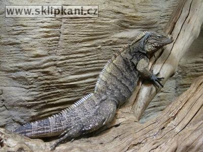 Cyclura_nubila