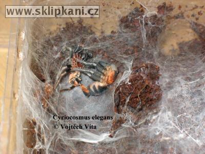 Cyriocosmus-elegans
