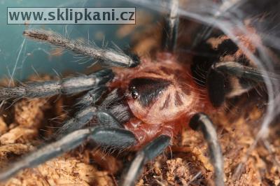 Cyriocosmus-leetzi