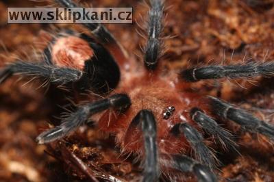 Cyriocosmus-perezmilesi
