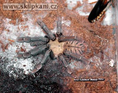 Cyriopagopus-schioedtei