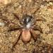 Cyrtauchenius sp.
