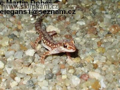 Diplodactylus-damaeum