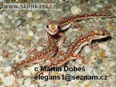 Diplodactylus-damaeum