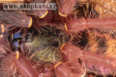 Ephebopus-cyanognathus
