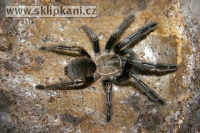 Ephebopus_murinus