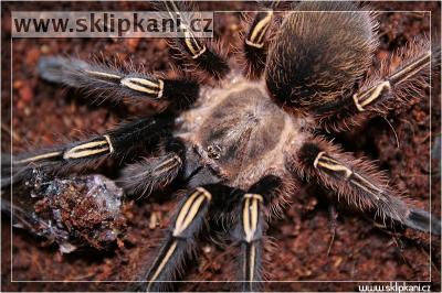 Ephebopus_murinus