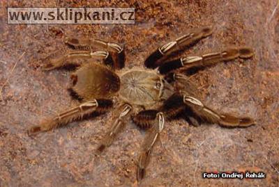 Ephebopus_murinus