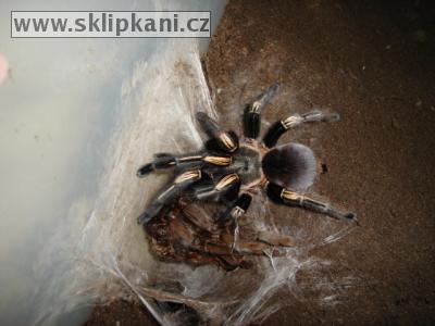 Ephebopus_murinus