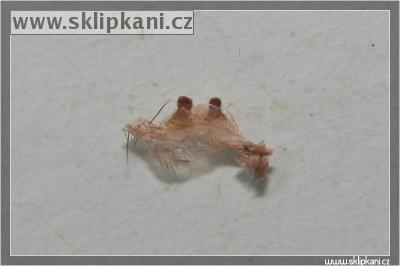 Ephebopus-rufescens