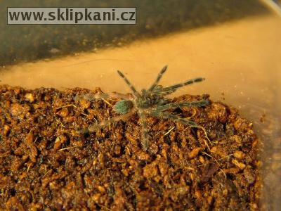 Ephebopus-rufescens