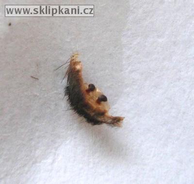 Euathlus_pulcherrimaklassi