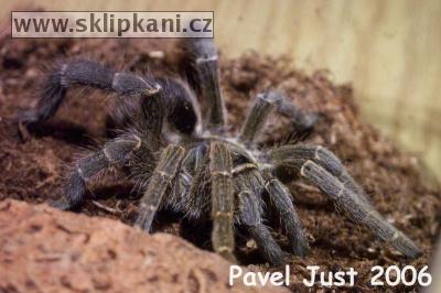 Eucratoscelus-pachypus