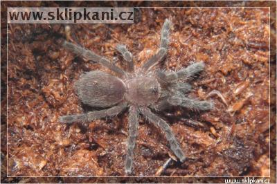 Eucratoscelus-sp.