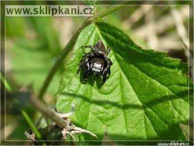 Araneae_Salticidae