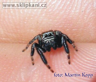 Araneae_Salticidae