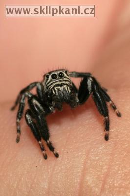 Araneae_Salticidae