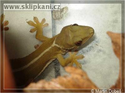 Gekko_vittatus