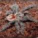 Grammostola actaeon